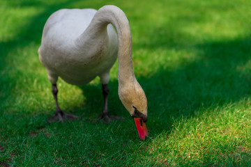 Fototapeta premium swan on lake