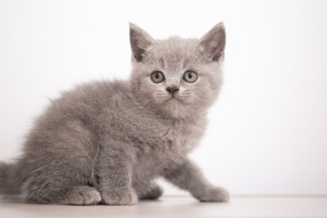 gray british kitten, on white background