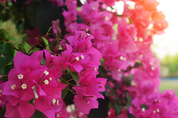pink flowers in garden