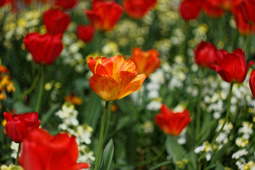 Obraz premium Tulips in Park 2