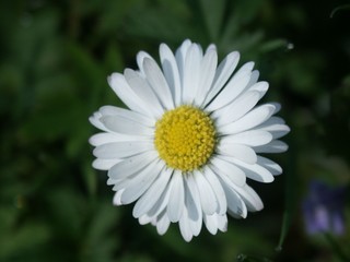Fototapeta premium Fleurs/Plantes