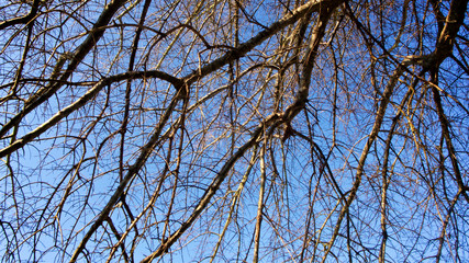 A tangle of leafless branches of a hibernating tree set against mostly deep blue sky with hint of white clouds in horizontal image format.