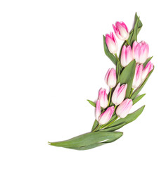 White background with pink tulip flowers