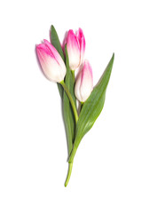Pink tulip flowers on white background