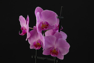 Purple orchids with black background.
