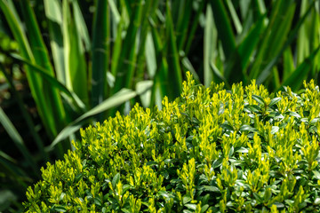 Bright new green foliage of boxwood Buxus sempervirens with dark green thickets of Yucca filamentosa backdrop. Trimmed boxwood. Selective focus