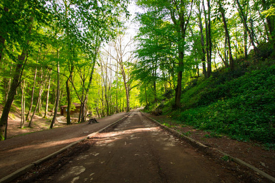 Spring Time For Turkey, April 2019, Belgrad Forest, Bright Day.