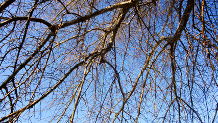 A tangle of leafless branches of a hibernating tree set against mostly deep blue sky with hint of white clouds in horizontal image format.