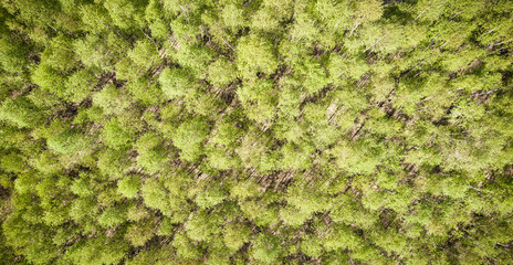 Aerial photo of spring trees 