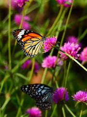 Common tiger butterfly on pink trifolium pratense in nature