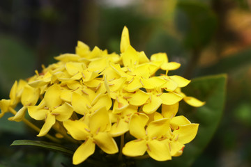 yellow and flowers