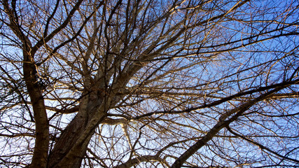 A tangle of leafless branches of a hibernating tree set against mostly deep blue sky with hint of white clouds in horizontal image format.