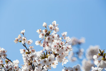 cherry tree blossom