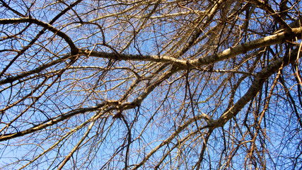 A tangle of leafless branches of a hibernating tree set against mostly deep blue sky with hint of white clouds in horizontal image format.