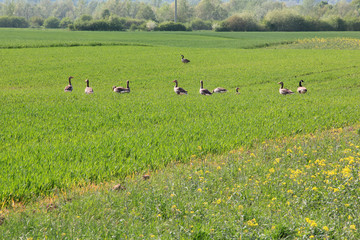 Wildgänse auf einer Wiese © horst jürgen schunk