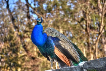 Pfau, Fasan, blau, blauer Pfau, Vogel, Ziervogel, Federn, Federkleid, Kopfschmuck, Schleppe,...