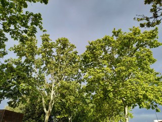 Árboles con hojas verdes en el parque de Isla Cristina provincia de Huelva España.