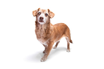 Senior dog with cataract in his eyes isolated on a white background.