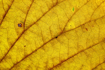 Naklejka na ściany i meble texture of autumn yellow leaf
