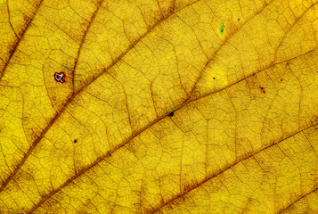 texture of autumn yellow leaf