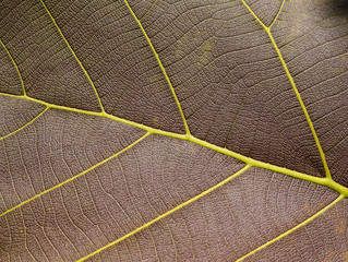 Naklejka na ściany i meble leaf texture ( teak leaf )