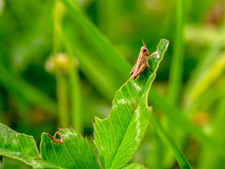 Macro photography of a little brown grasshopper resting on a half eaten clover leaf. Captured at the Andean mountains of central Colombia.