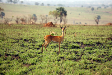The oribi (Ourebia ourebi) standing in savanna. Small antelope standing in the savannah after a fire full of freshly green grass.