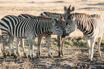 Fototapeta na wymiar zebras touching snouts