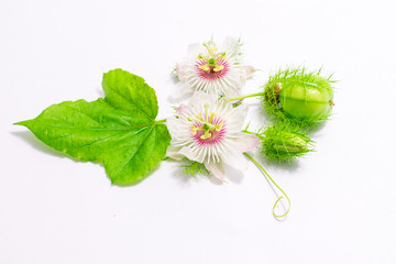 Fetid passionflowers on white
