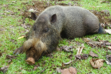Bartschwein im Bako Nationalpark, Borneo