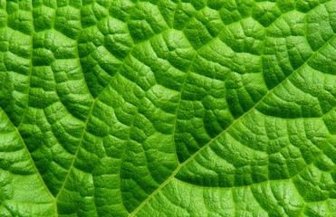 detail of green pumpkin leaf texture closeup