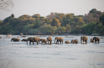 elephants crossing river