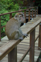 Makake im Bako Nationalpark, Borneo