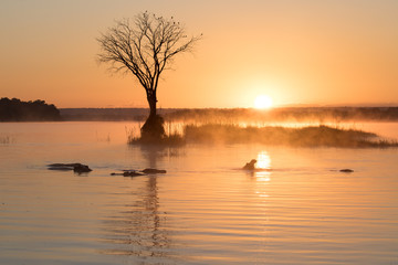 hippos at sunrise