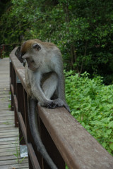 Makake im Bako Nationalpark, Borneo