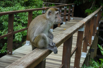 Makake im Bako Nationalpark, Borneo