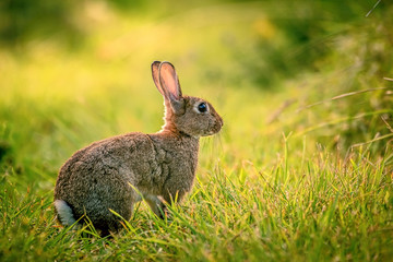 Lapin de garène dans la prairie