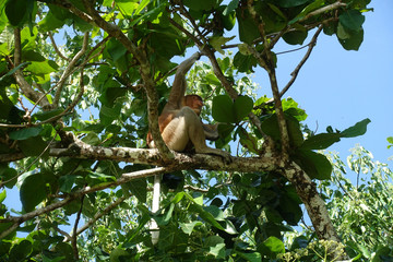 Nasenaffe im Bako Nationalpark, Borneo