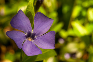 Vínca Periwinkle flower close-up photography