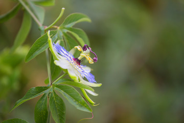 Closeup of a passion flower