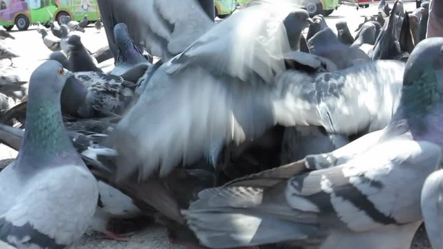 a small child feeding pigeons with hands in the town square