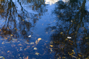 drowned autumn leaves and reflections of bare trees
