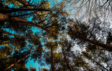  Treetops in autumn