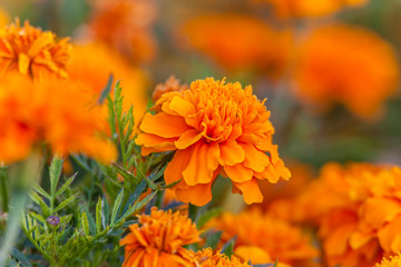 Beautiful bright orange and yellow chrysanthemum flower on the background of other chrysanthemum flowers (shallow DOF, selective focus on the chrysanthemum petals