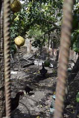 Galinha em galinheiro	