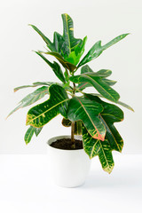 Green plant Codiaeum in white ceramic pot on white background