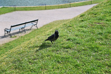Black crow on a green grass .