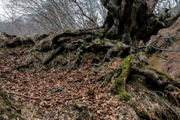 Fototapeta na wymiar Tree roots in autumn