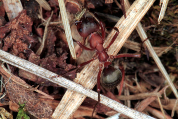 Ant; Red ant; Formica rufa; Insect