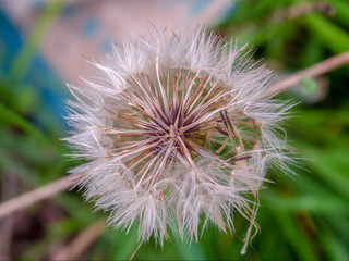 Macro photography of a false dandelion seed fluff center. Captured at the Andean mountains of central Colombia.